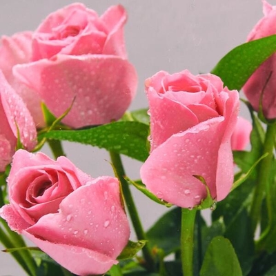 Organic Rose Fertilizer organic nitrogen Soy Protein Powder plant fertilizer for roses